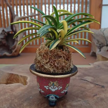 ロウバイの種類（原種、品種）｜植物図鑑｜みんなの趣味の園芸（NHK出版）