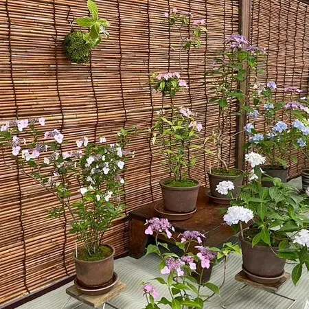 2021.4.6八咫烏×艶八咫烏交配｜園芸日記byめいな｜みんなの趣味の園芸