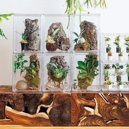 観葉植物 ビカクシダ 今、熱い植物「ビカクシダ」｜みんなの趣味の園芸（NHK出版）