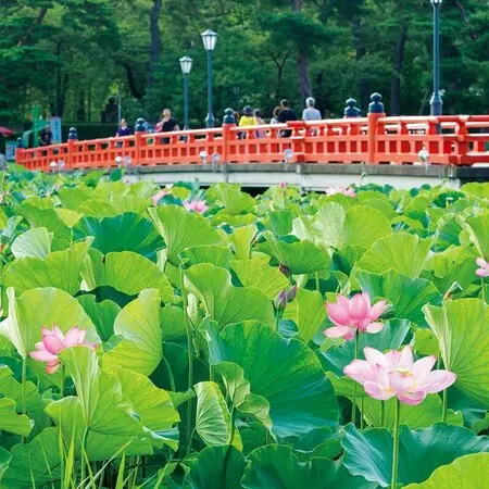 孔雀サボテン｜園芸日記by金子 明人｜みんなの趣味の園芸｜372966