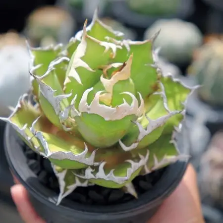 コロカシアの種類（原種、品種）｜植物図鑑｜みんなの趣味の園芸（NHK