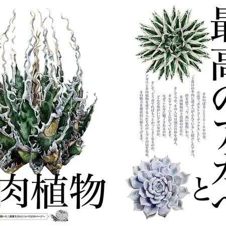 雲南緑花アツモリソウ｜園芸日記byこんちゃん｜みんなの趣味の園芸｜297394