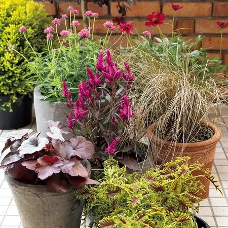 コロカシアの種類（原種、品種）｜植物図鑑｜みんなの趣味の園芸（NHK