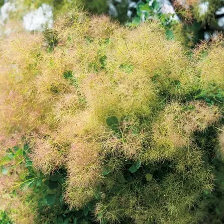 今年のさつき盆栽「暁天」｜園芸日記by園芸友ダチ｜みんなの趣味の園芸