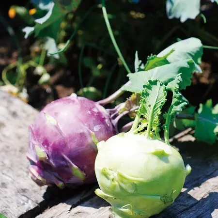 マルバストラムの育て方・栽培方法｜植物図鑑｜みんなの趣味の園芸