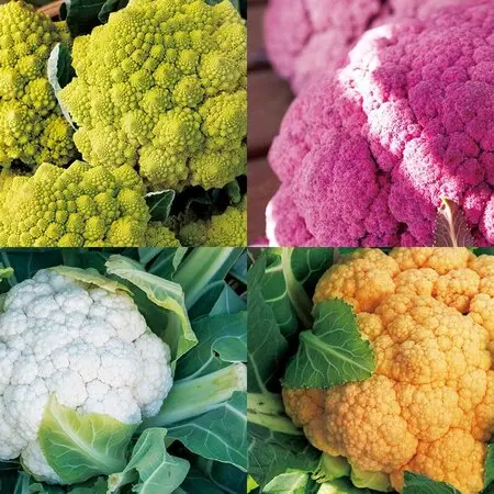 イヌマキとは｜育て方がわかる植物図鑑｜みんなの趣味の園芸（NHK出版）