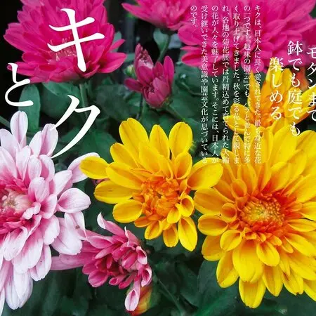 イヌマキとは｜育て方がわかる植物図鑑｜みんなの趣味の園芸（NHK出版）