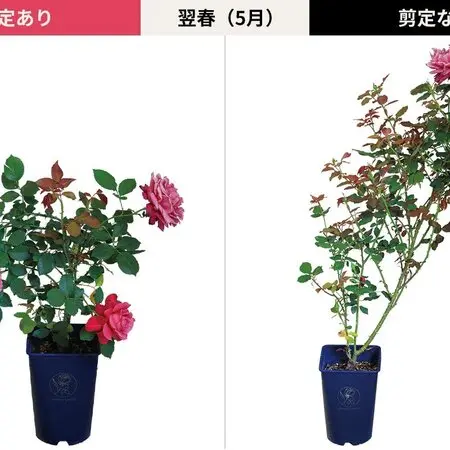 アツモリソウ×ヘンリー(雲南緑花アツモリソウ)｜園芸日記by地生蘭