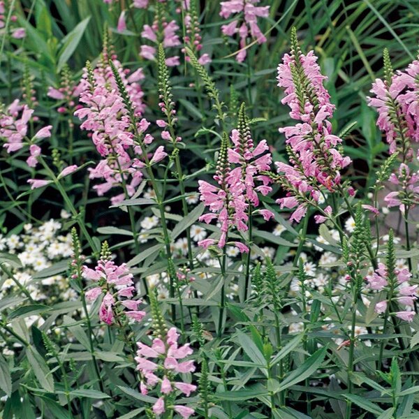ハナトラノオとは・基本情報｜育て方がわかる植物図鑑｜みんなの趣味の