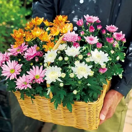 観葉植物」植物一覧（条件から探す）｜図鑑検索｜みんなの趣味の園芸