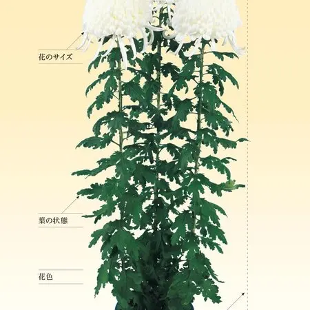 紫蘭?｜園芸日記bymo'mo｜みんなの趣味の園芸｜789341