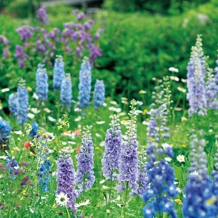 10本のラベンダーの挿し木に挑戦 何本育つかな？｜そだレポ（栽培