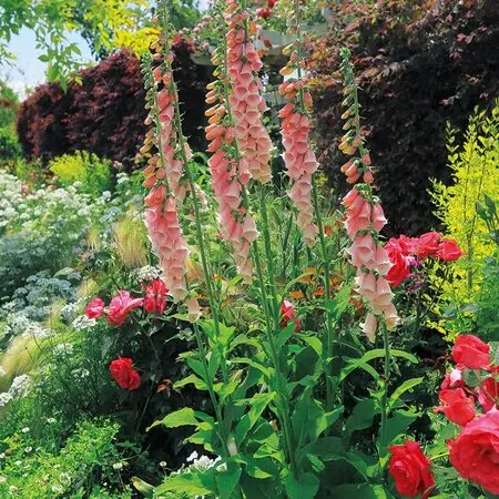 アツモリソウ×ヘンリー(雲南緑花アツモリソウ)｜園芸日記by地生蘭