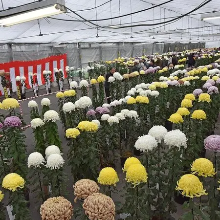 奇想天外（ウェルウィッチア）の種類（原種、品種）｜植物図鑑