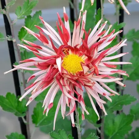 マルバストラムとは｜育て方がわかる植物図鑑｜みんなの趣味の園芸