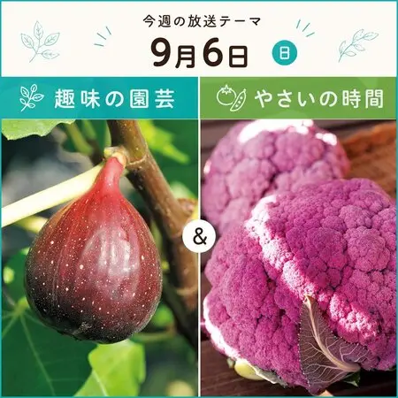 完結🌻】種から育てるドラゴンフルーツ(白)｜そだレポ（栽培レポート