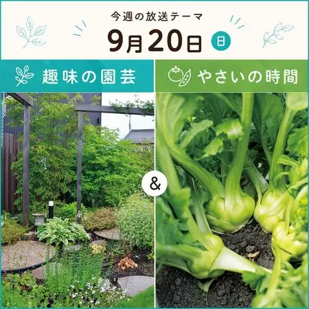 マルバストラムとは｜育て方がわかる植物図鑑｜みんなの趣味の園芸