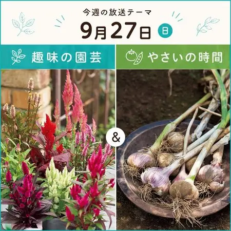 ネフロレピス（タマシダの仲間）の育て方・栽培方法｜植物図鑑