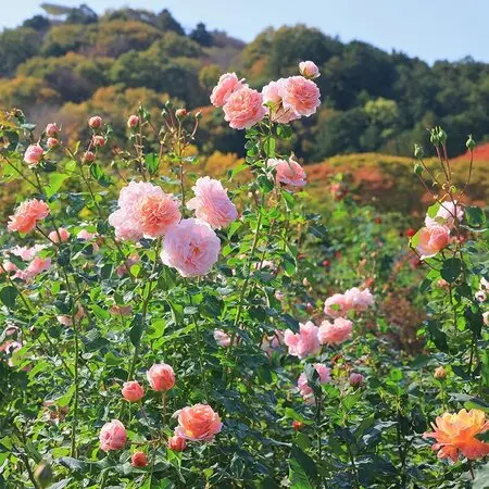 柱サボテン鬼面角 育てて二年ついに開花｜そだレポ（栽培レポート）by