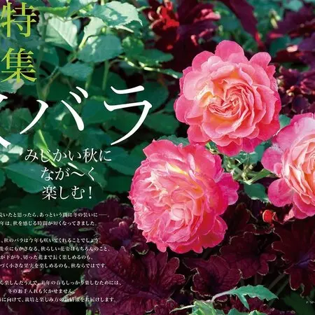挿木苗『ハクチョウゲ』を根上がり寄せ植え盆栽に｜園芸日記bymeika