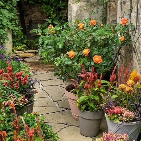 イースターカクタスの育て方・栽培方法｜植物図鑑｜みんなの趣味の園芸