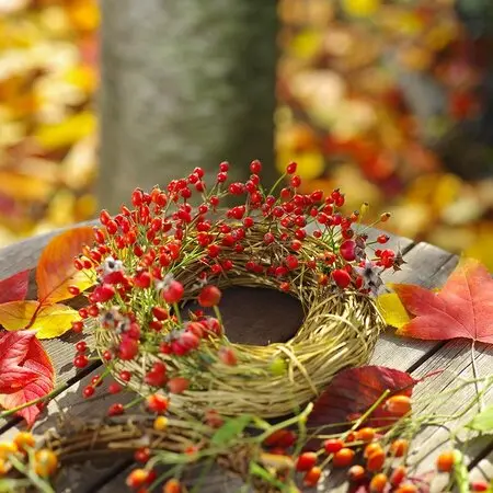イースターカクタスの育て方・栽培方法｜植物図鑑｜みんなの趣味の園芸
