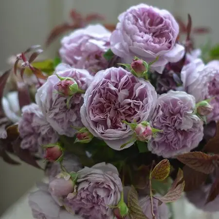 トキソウとは｜育て方がわかる植物図鑑｜みんなの趣味の園芸（NHK出版）