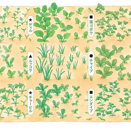 ハクチョウゲ 株立ち盆栽｜自然樹形 小品盆栽 古木風 一点物 挿木苗『ハクチョウゲ』を根上がり寄せ植え盆栽に｜園芸日記bymeika