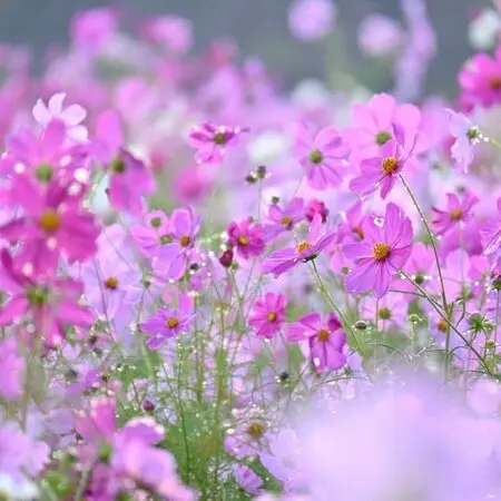ピンクゼフィランサス ゼフィランサスとは｜育て方がわかる植物図鑑｜みんなの趣味の園芸