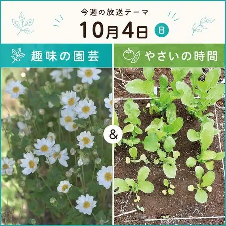 挿木苗『ハクチョウゲ』を根上がり寄せ植え盆栽に｜園芸日記bymeika