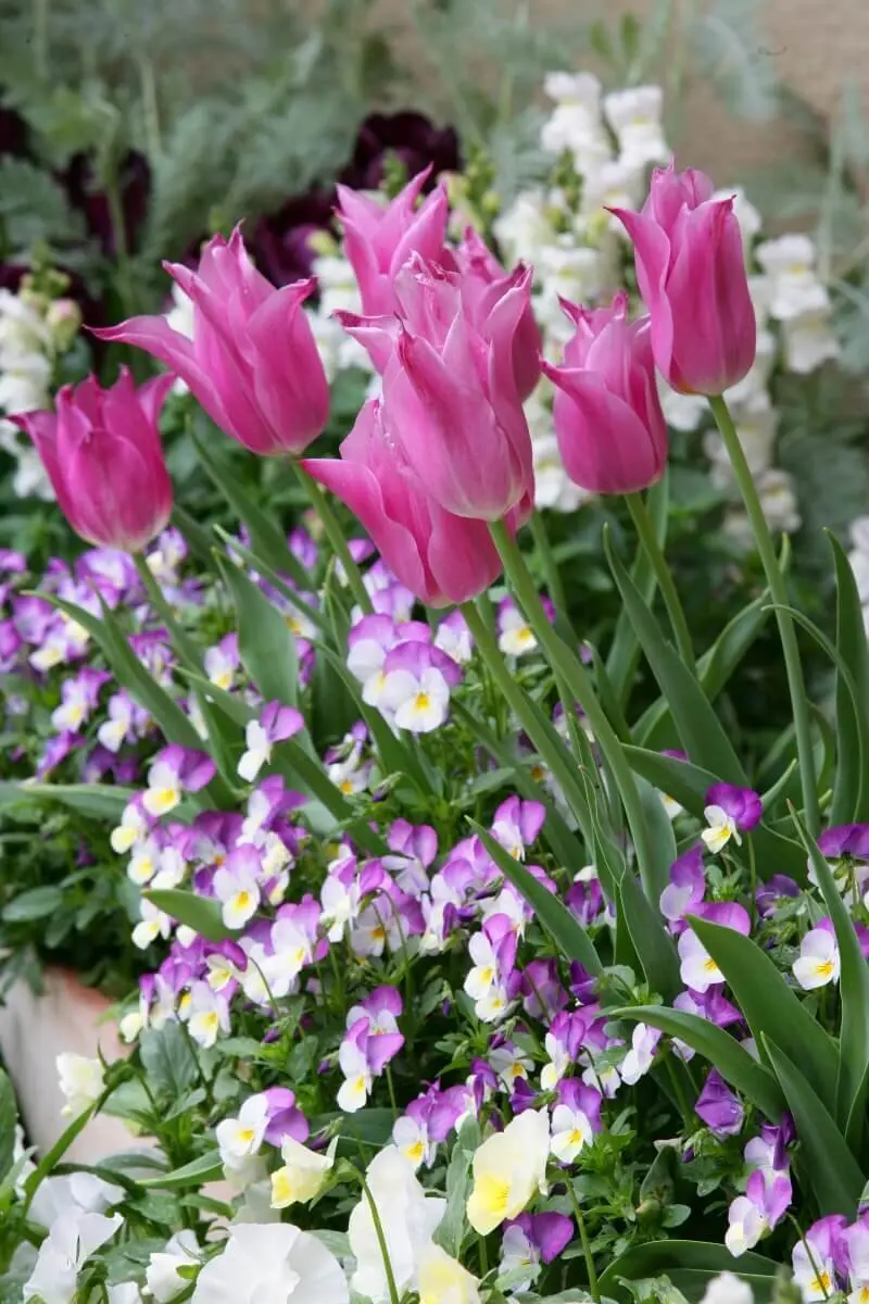 花壇の花色はどうまとめる？ センスよく見える色の組み合わせは｜記事