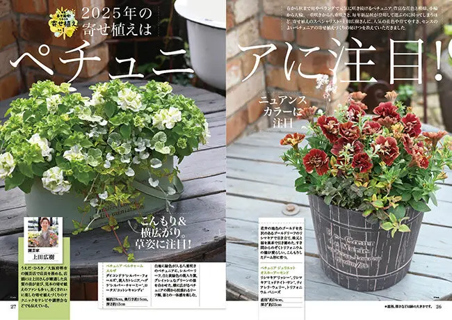 ♥超希少♥ペチュニア ダーリン♥花色変化が大人気♥ 3号ポットごと