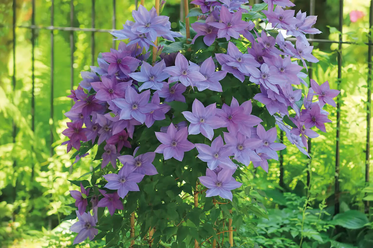 確認用クレマチス クレマチス専門ナーセリー 及川フラグリーン ルノカ