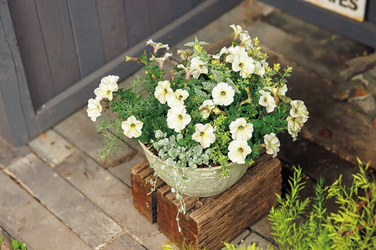 ペチュニアがもっと映える！寄せ植えを引き立てる、鉢の合わせ方の