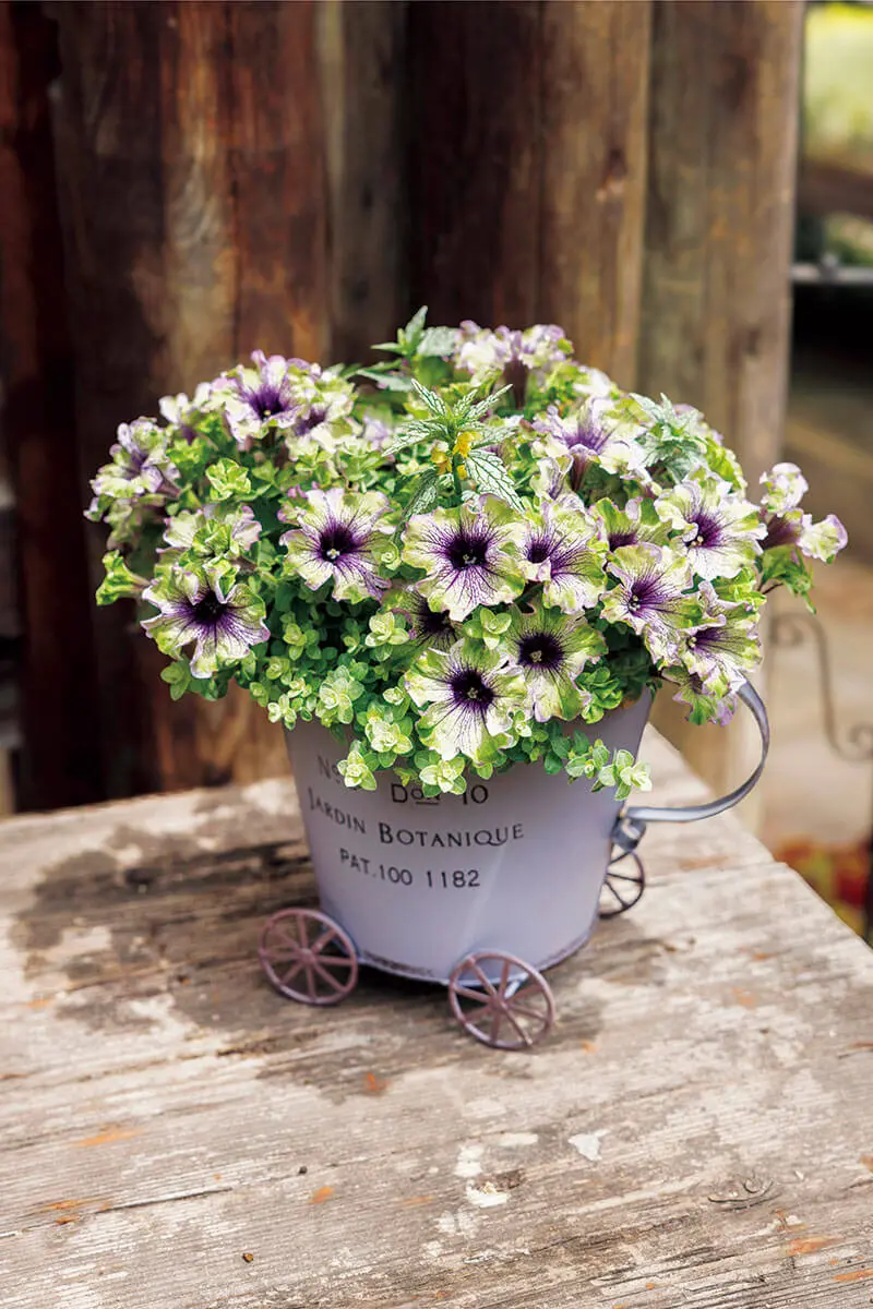 ペチュニアがもっと映える！寄せ植えを引き立てる、鉢の合わせ方の