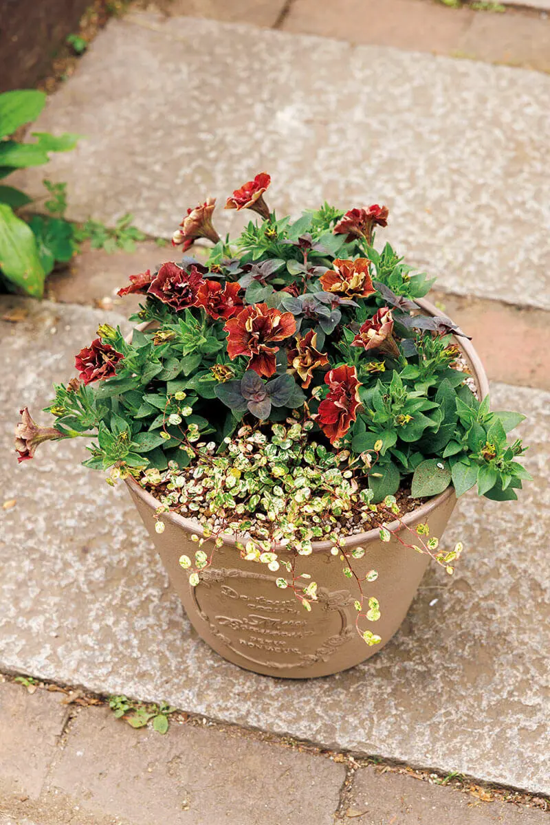 寄せ植えのバランスUP！主役の花は、同じ品種を2～3株植えると