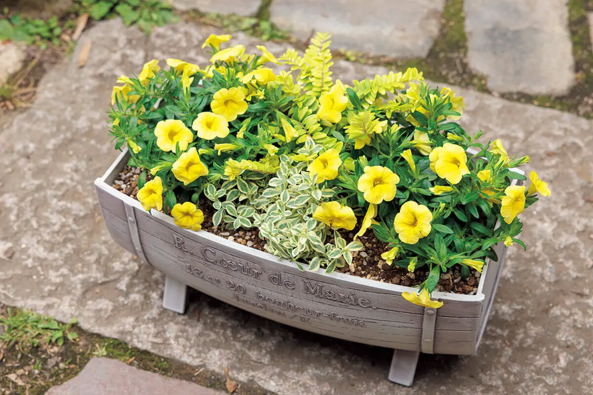 寄せ植えのバランスUP！主役の花は、同じ品種を2～3株植えると