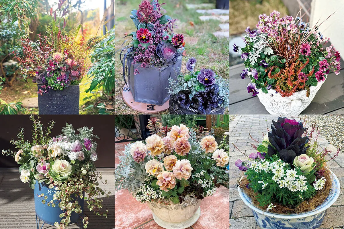 433★ローズ鉢purple モルタル雑貨　（お任せ植物付き）433 器と植物のハーモニー！プロが選んだ、オリジナリティーあふれる寄せ