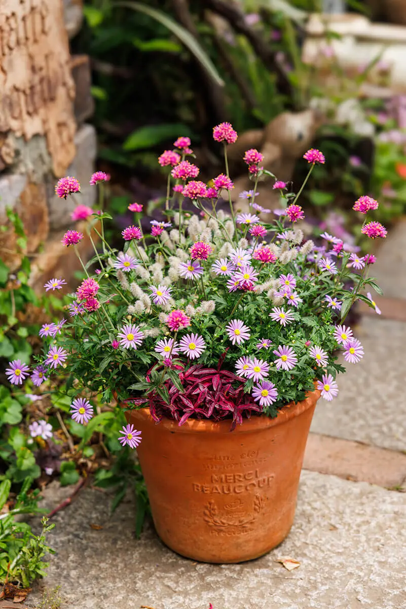 この春試したい！植えつけ前のひと手間で、寄せ植えの仕上がりに差が