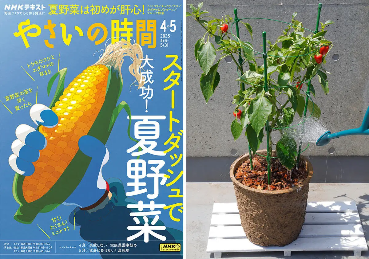 プランター 初心者さん必見！プランター栽培の土と水やりQ＆A【やさいの時間2025年