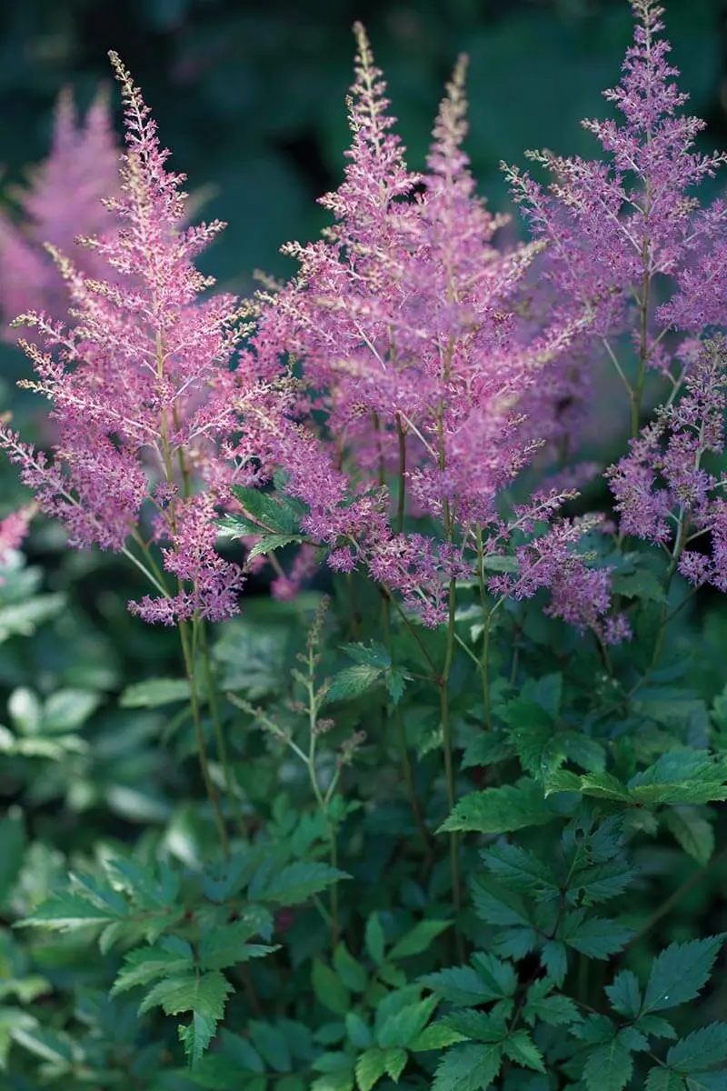 雨に濡れても美しい、半日陰に映えるふわふわの花〈懐かしくて新しい