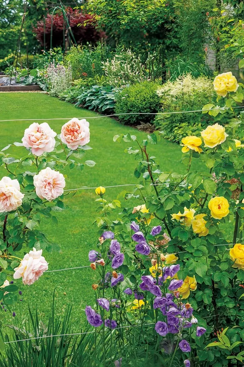 バラが輝く庭を巡る クレマチス、グラス、芝生、カラーリーフ美しさ