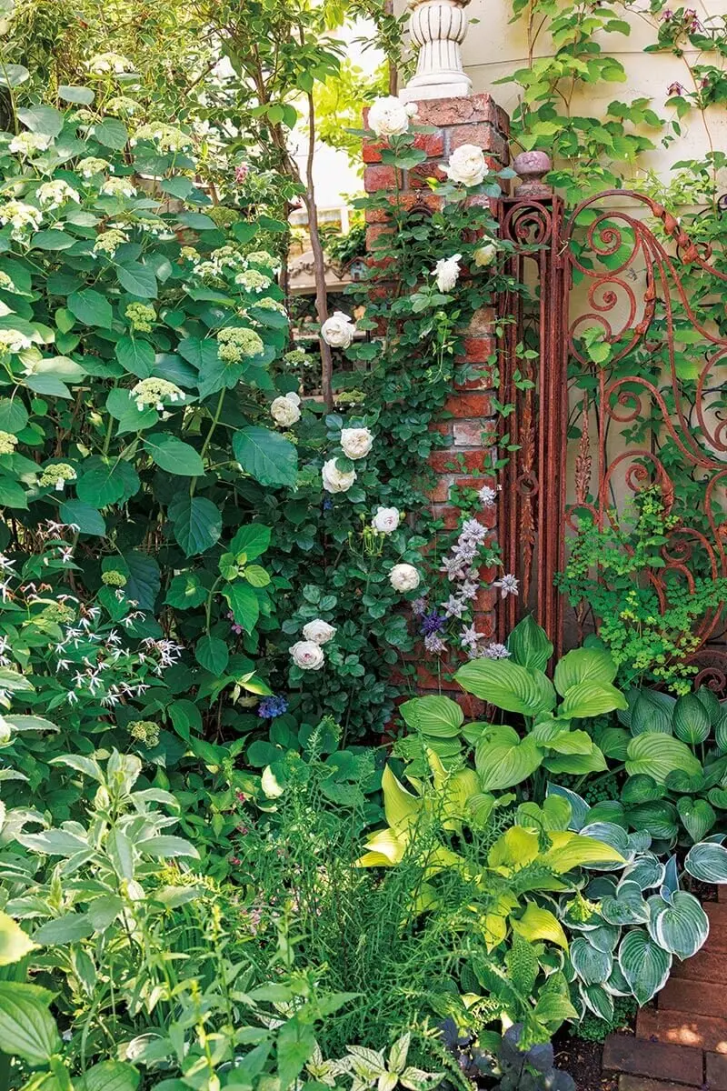 バラが輝く庭を巡る クレマチス、グラス、芝生、カラーリーフ美しさ