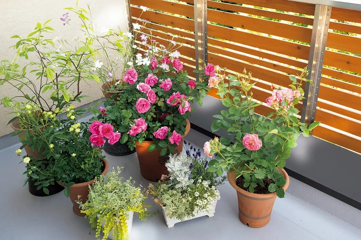 バラの開花苗】購入前にチェック！よい苗を見極めるポイント｜記事