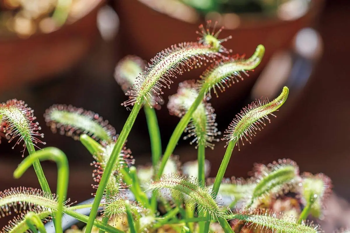食虫植物は、肥料や虫を与えて育てるの？水やりは？意外と知らない