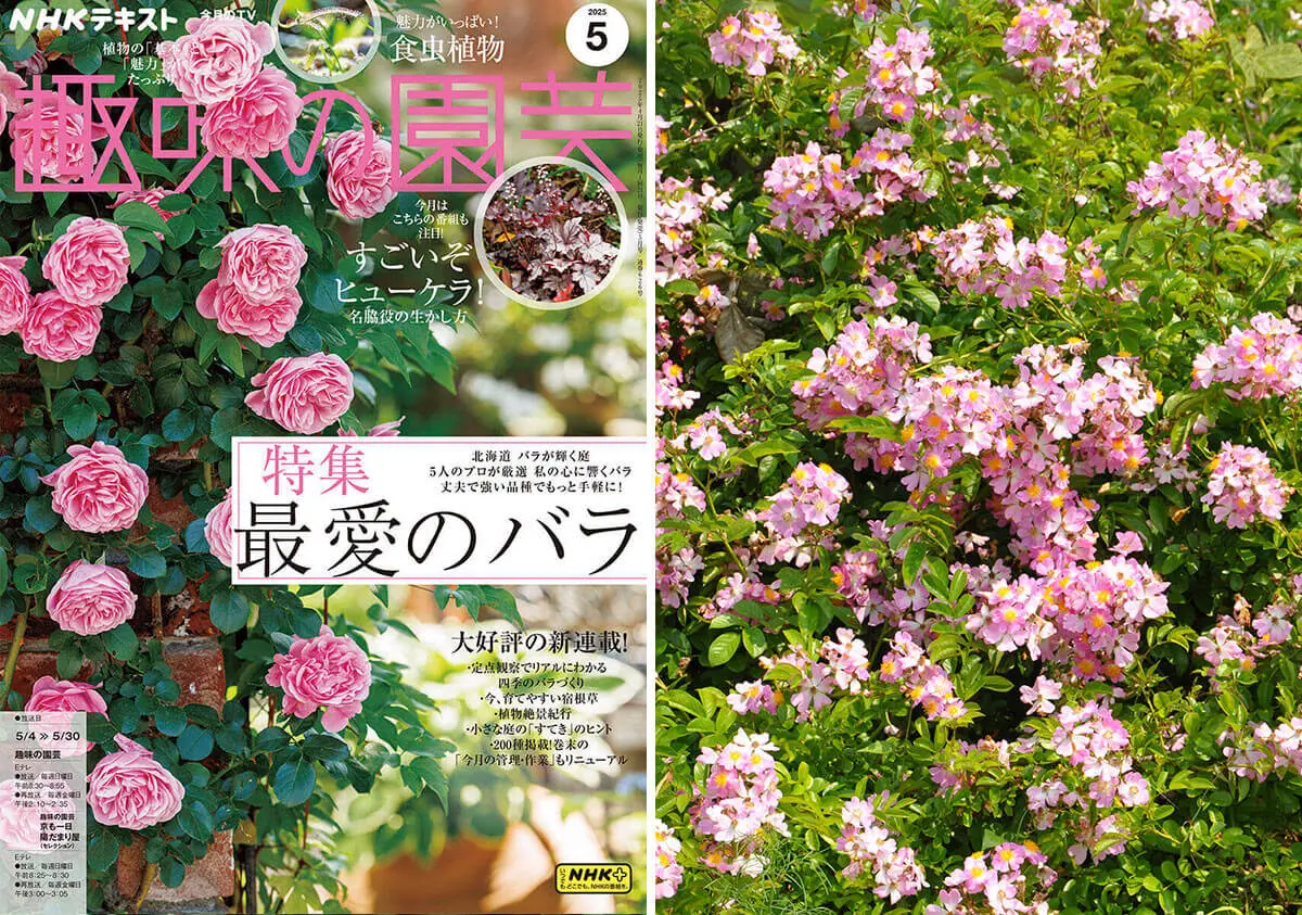 ツクシイバラをご存じですか？雨の日も、風の日も守り、受け継ぐ
