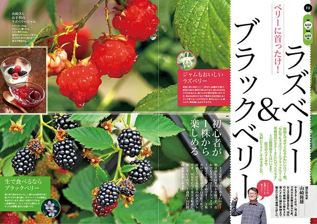 6月22日放送テーマ】ベリーに首ったけ！ラズベリー＆ブラックベリー