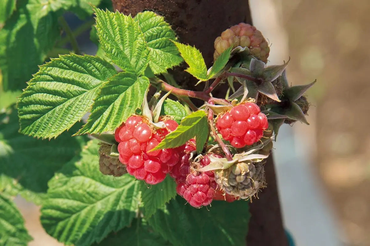 ラズベリー ラズベリー＆ブラックベリーのおすすめ品種 フレッシュな完熟ベリーを