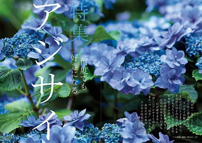 画像一覧》何度でも好きになるアジサイ〈今年も見逃せない！魅惑の新