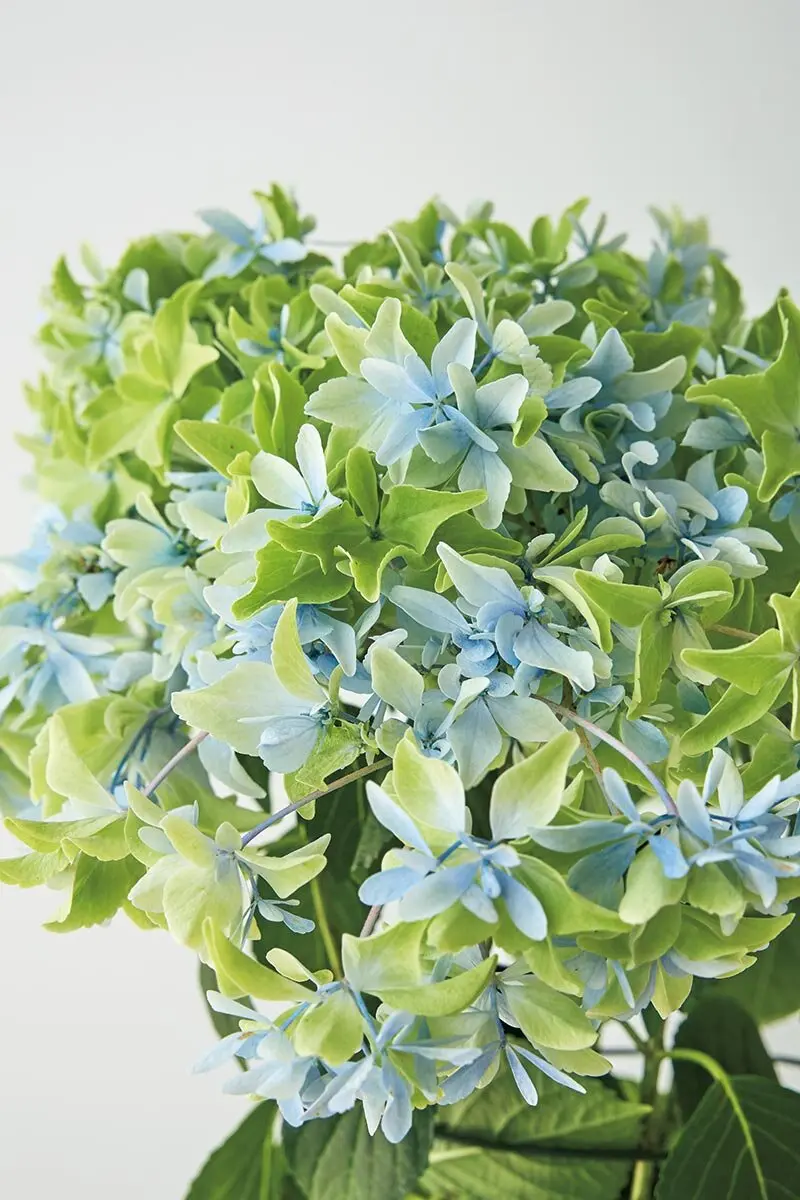 花のプロが選ぶ、実力派農園の絶品アジサイをチラ見せ！多彩な品種が
